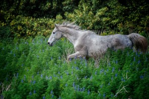 Horse Photography